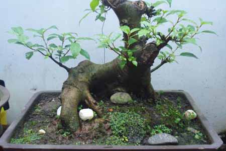 Cây sung bonsai với dáng 
